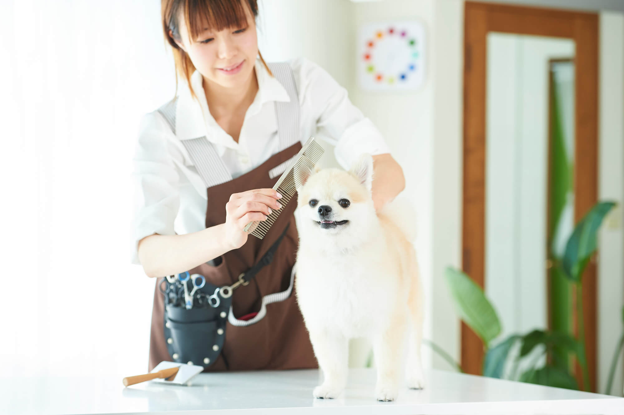 トリミングサロンのSEO対策とは？失敗しないためのポイントを解説