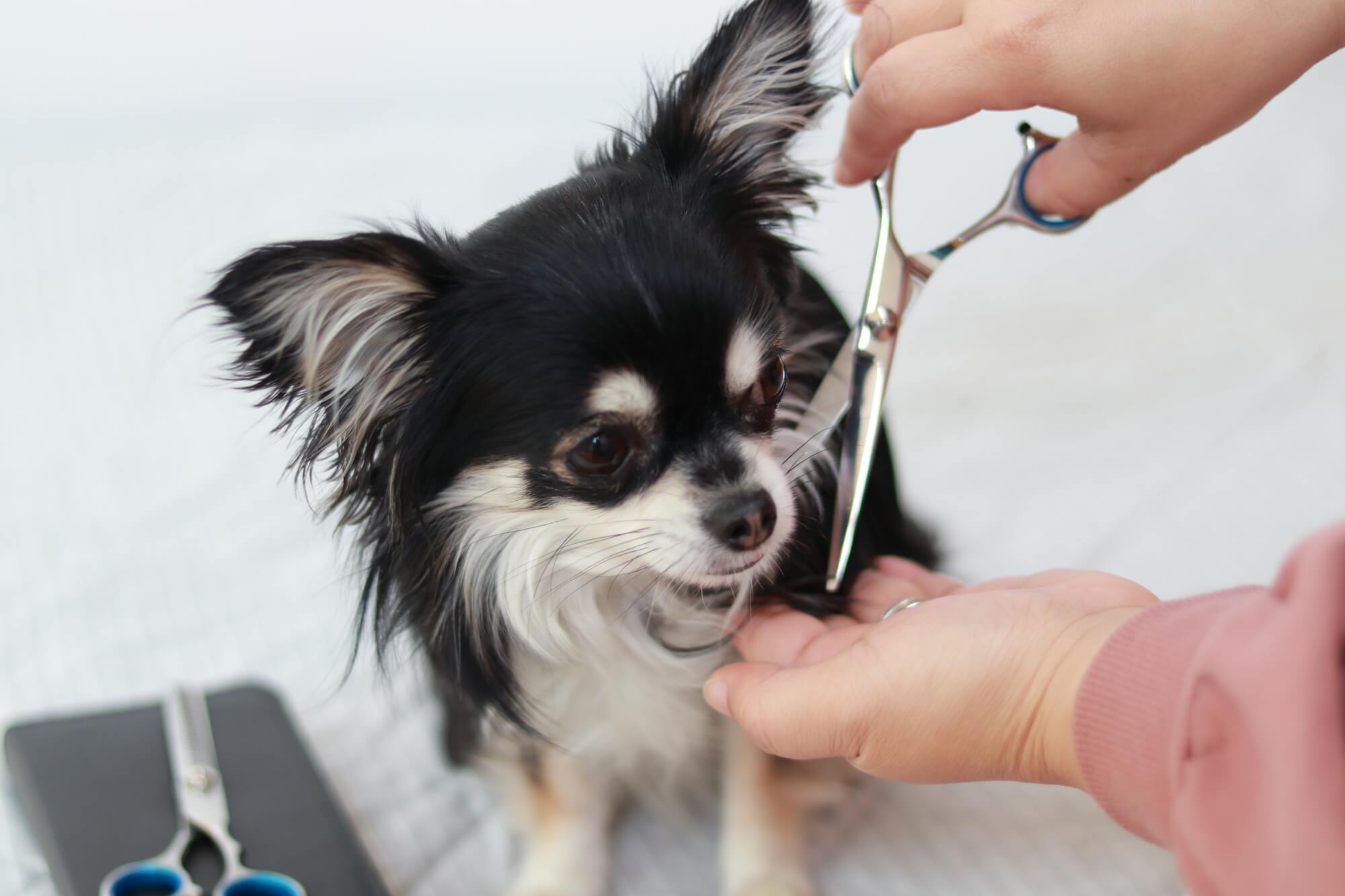 トリミングサロンにSEO対策が必要な理由