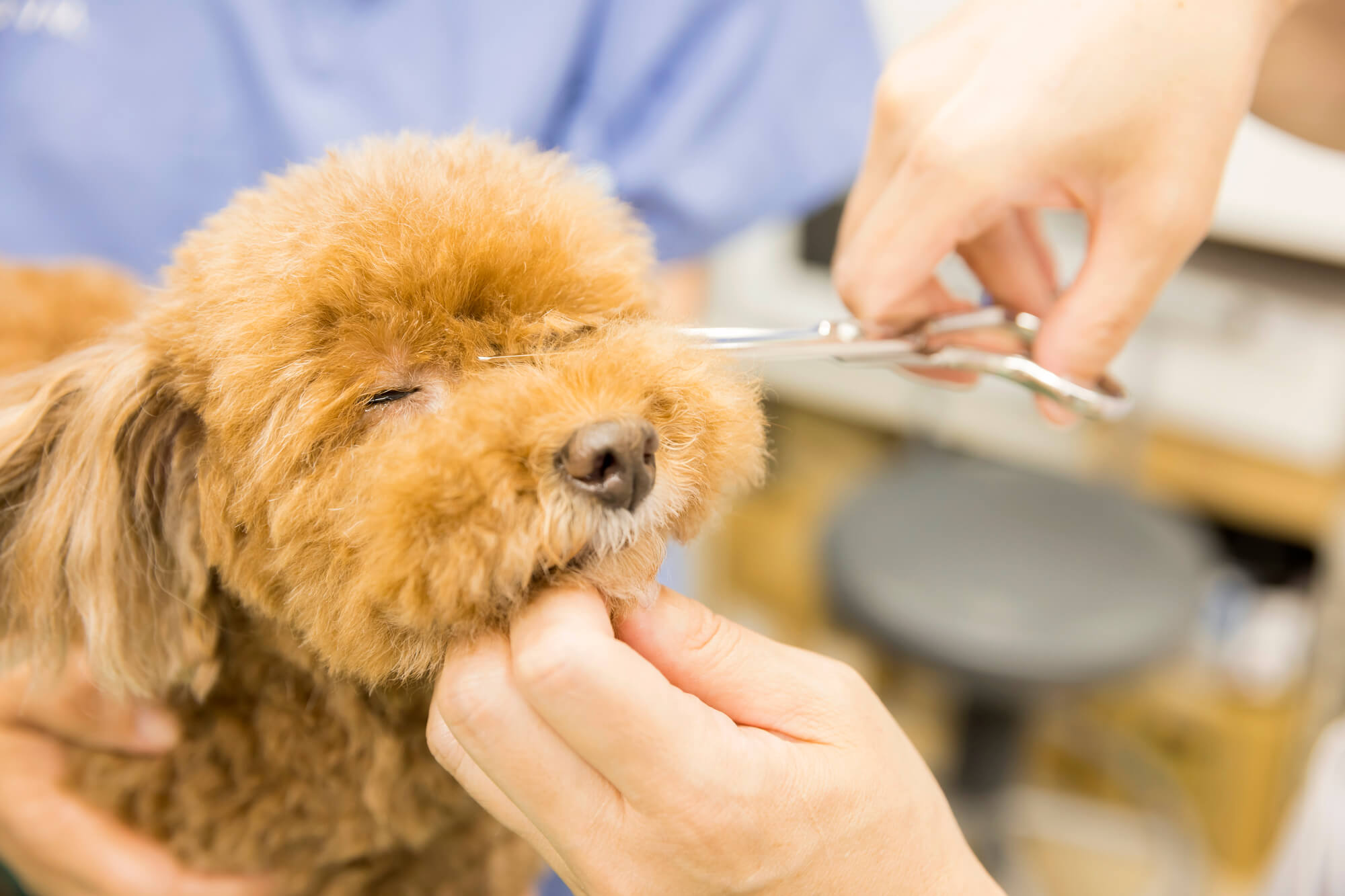 トリミングサロンのSEO対策で失敗しないためのポイント