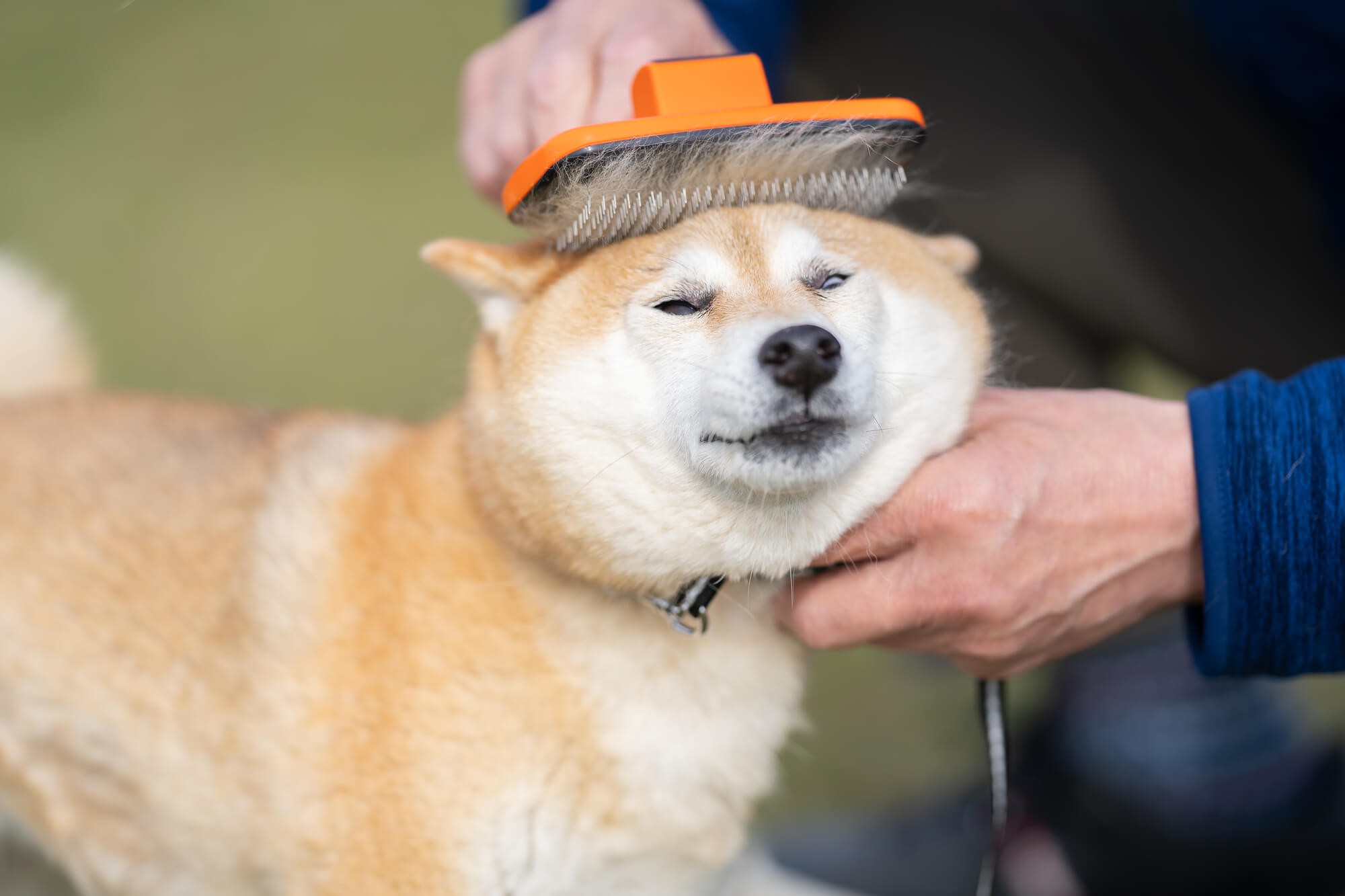 トリミングサロンのSEO対策まとめ