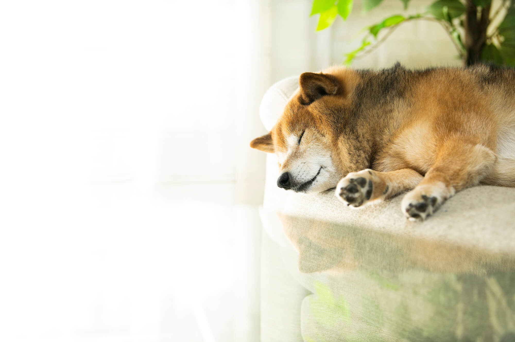 ペットホテルのSEO対策で重要な検索キーワード