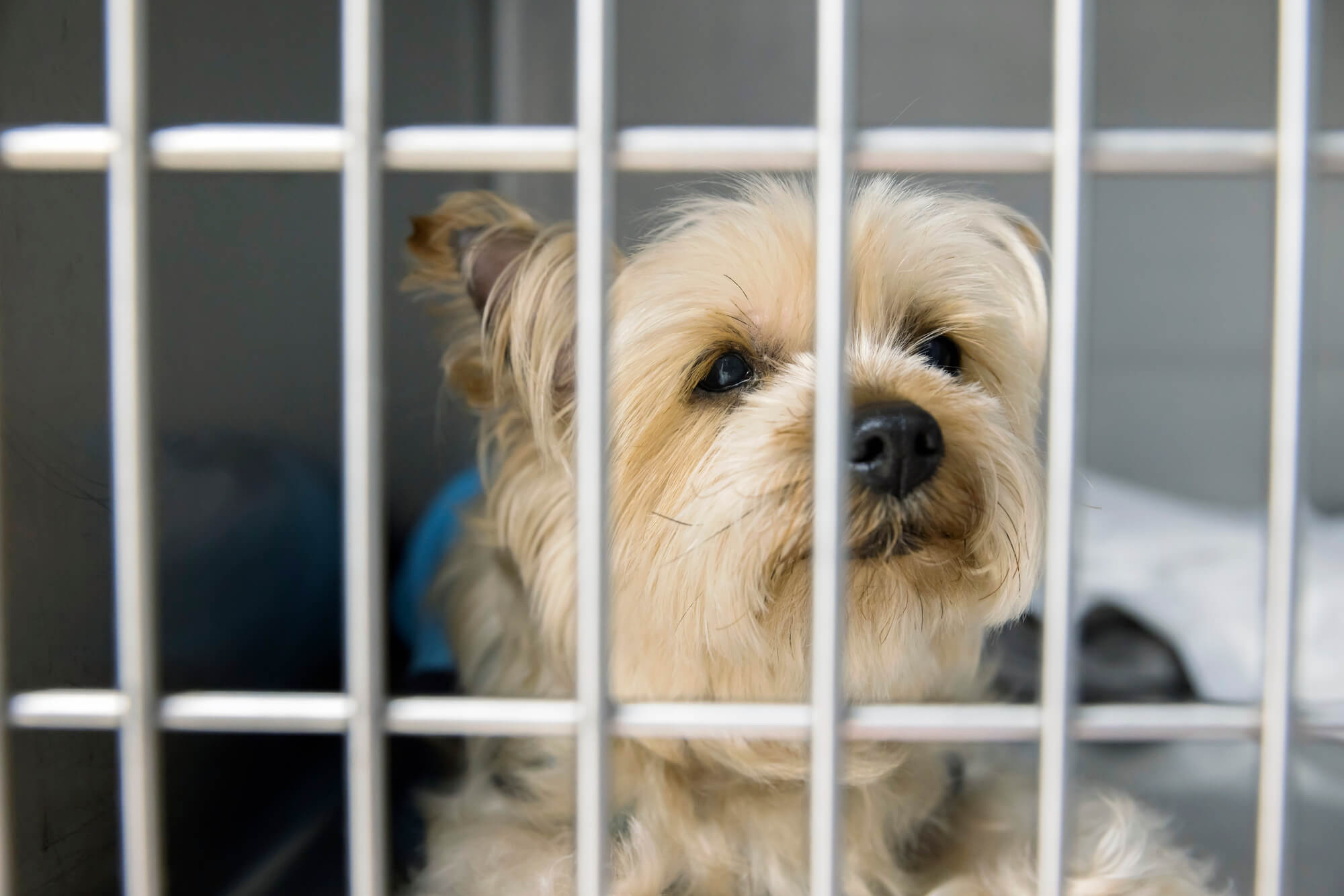 ペットホテルのSEO対策でよくある課題