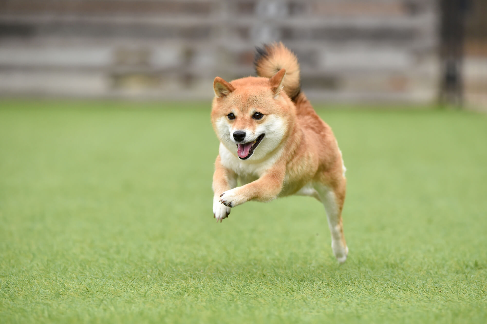 ペットホテルのSEO対策