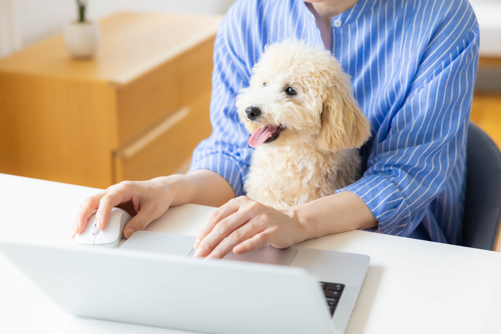 動物病院にSEO対策が必要な理由