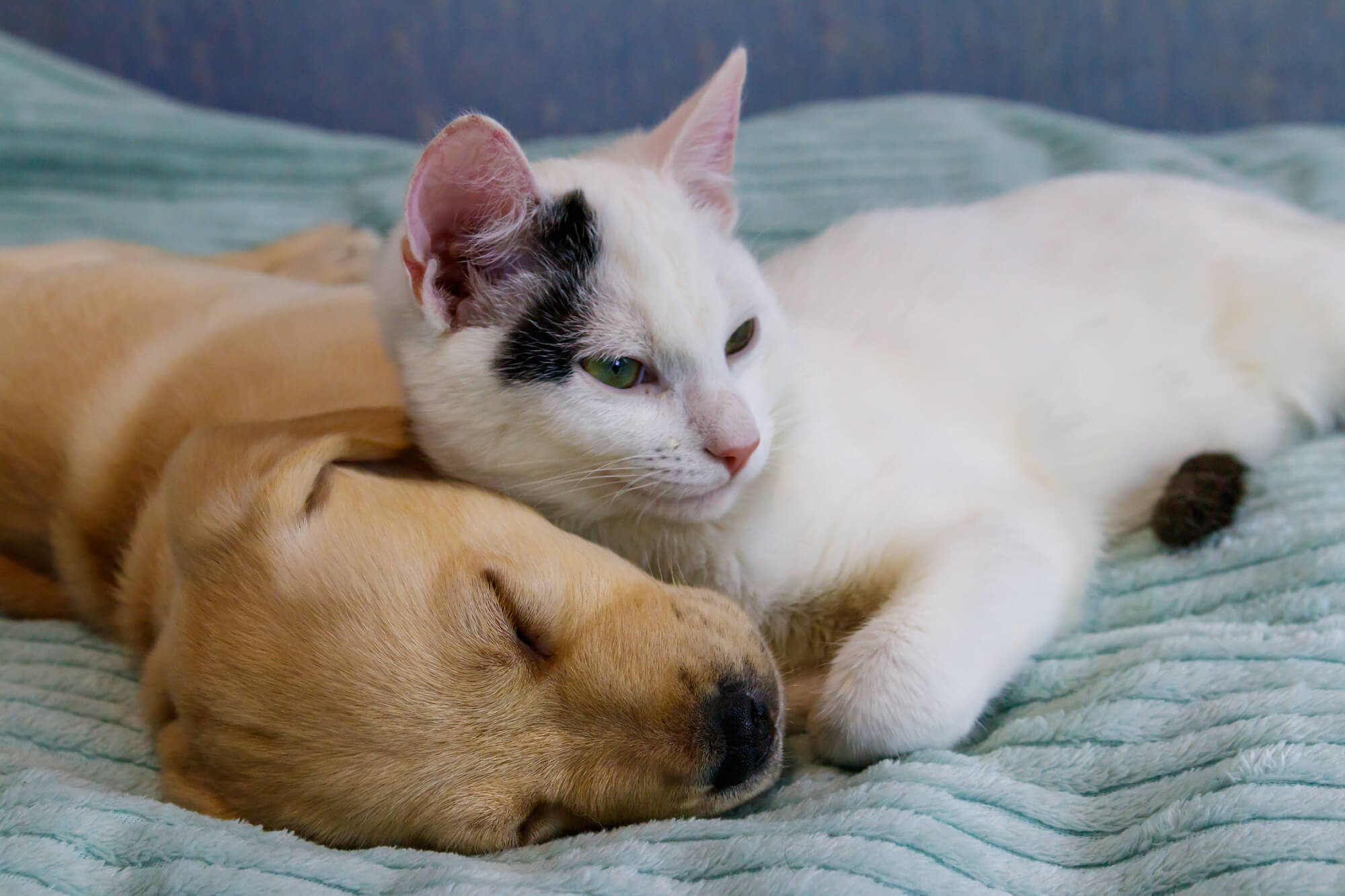 動物病院のSEO対策