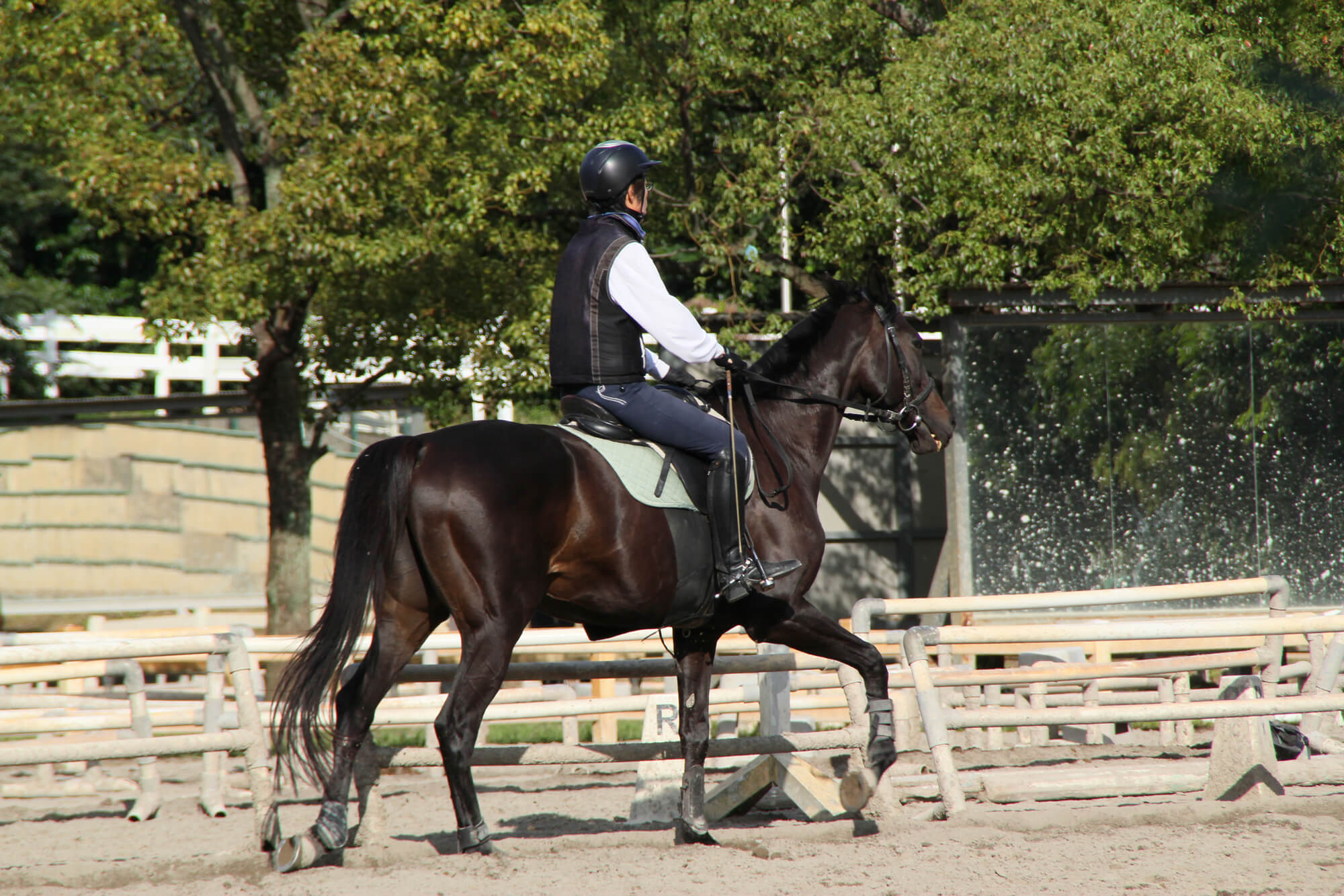乗馬教室の集客に必要なSEO対策について解説